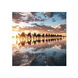 Camels Broome Greeting Card Through The Lens