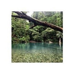 Daintree Rainforest Greeting Card Through The Lens