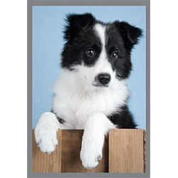 Dog on Crate Greeting Card Rachael Hale