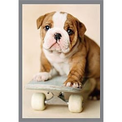 Dog on Skateboard Greeting Card Rachael Hale