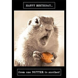 Nutter Squirrel Greeting Card Animal Antics