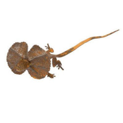 Small Frill Neck Lizard Garden Art